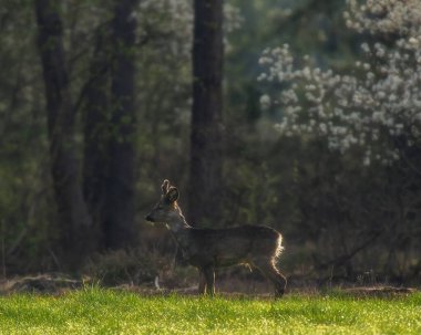 Orman kenarındaki taze çayırda Roebuck.