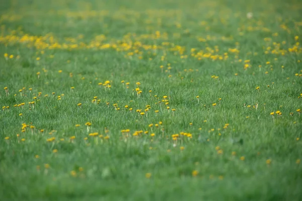 Baharın Başında Çiçek Açan Karahindibalarla Taze Çayırlar — Stok fotoğraf