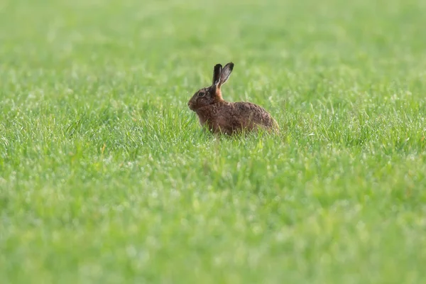 早春时节野兔在新鲜的草地上 — 图库照片