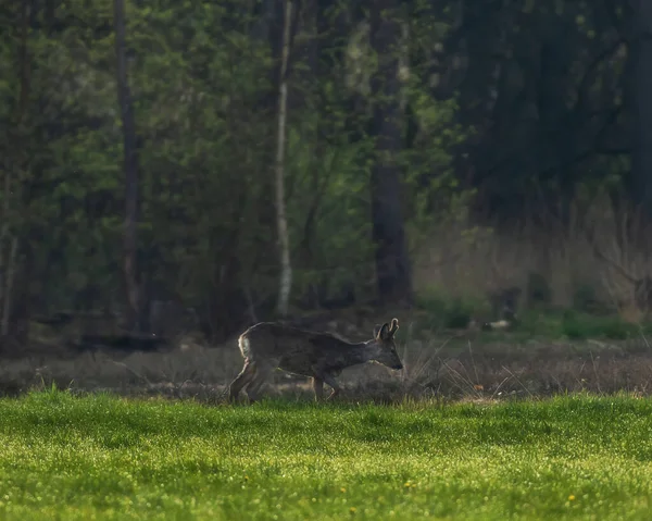 Grazende Roebuck Verse Weide Aan Bosrand — Stockfoto