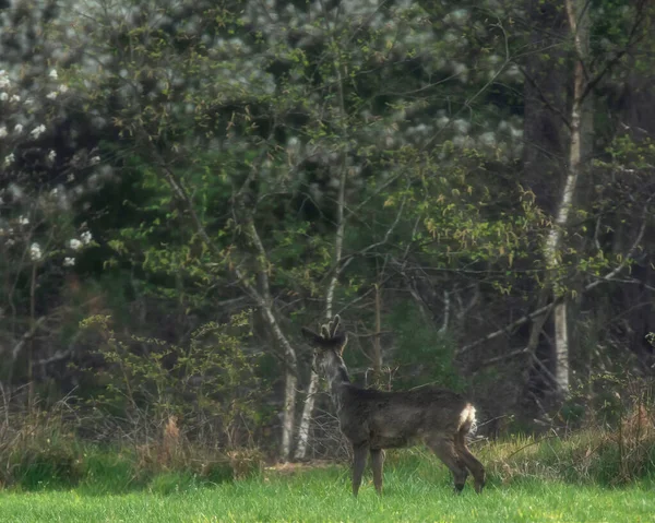 若いですRoebuckで牧草地に探している新鮮な春の森 — ストック写真