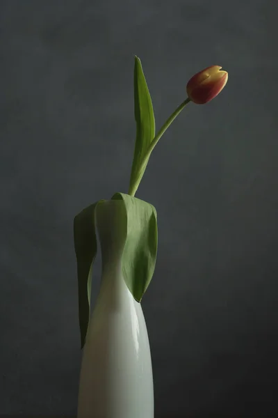 Tulipa Chama Amarela Vermelha Vaso Vidro Branco Frente Parede Cinza — Fotografia de Stock