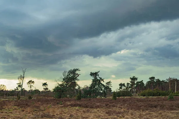 Bulutlu Gökyüzünün Altında Çam Ağaçları Olan Heathland — Stok fotoğraf