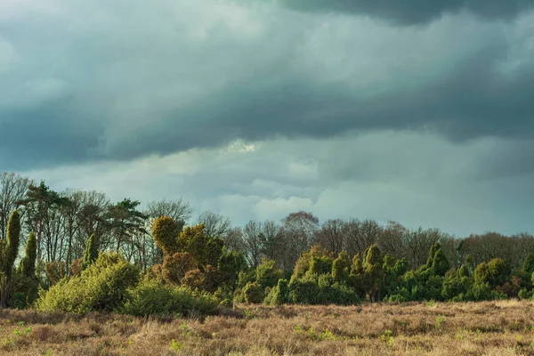 Heathland Θάμνους Αρκεύθου Κάτω Από Συννεφιασμένο Ουρανό — Φωτογραφία Αρχείου