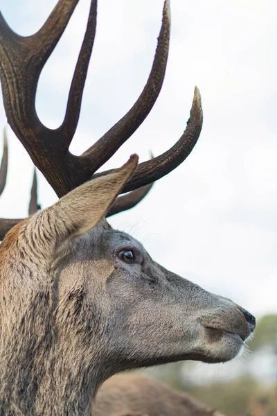 Close-up of head of red deer stag looking to the right.