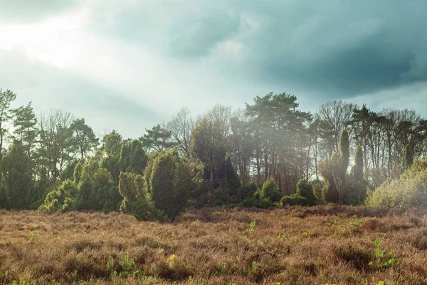 Heathland Θάμνους Αρκεύθου Κάτω Από Συννεφιασμένο Ουρανό — Φωτογραφία Αρχείου