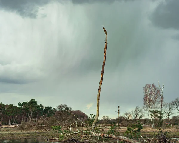 嵐の空と野生の自然保護区の枯れ木 — ストック写真