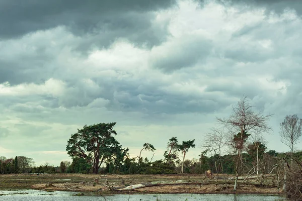 Wetland Met Omgevallen Bomen Dennen Berken Onder Bewolkte Lucht — Stockfoto