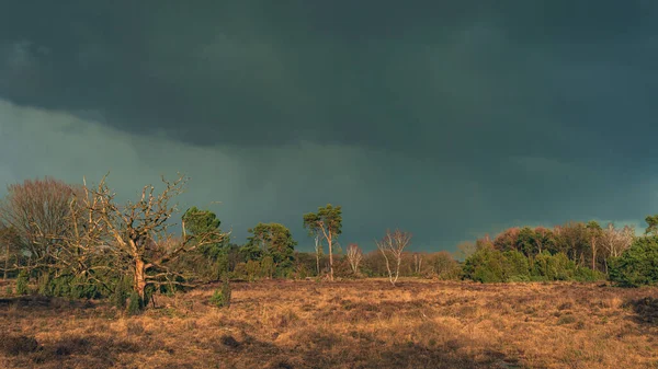 Wilde Heide Mit Abgestorbenem Baum Kiefern Und Birken Unter Dunklem — Stockfoto