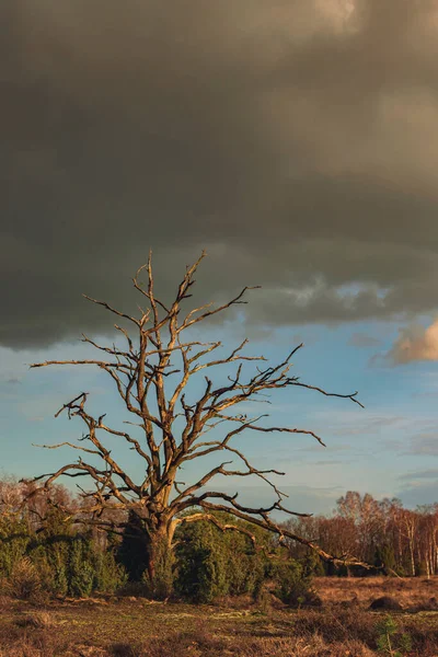 Heathland Dead Tree Low Sunlight Cloudy Sky — Stock Photo, Image