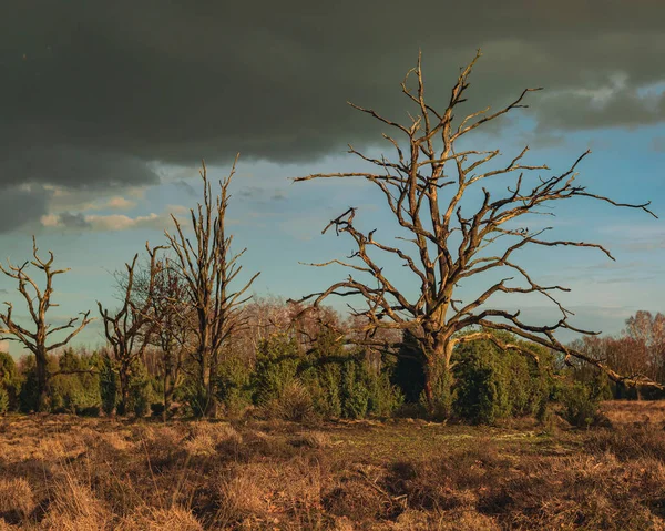 Heathland Dead Trees Low Sunlight Cloudy Sky — Stock Photo, Image