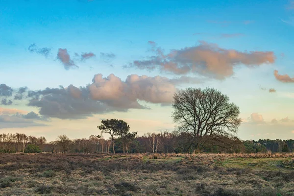 Paisaje Brezo Con Árboles Bajo Cielo Azul Nublado Atardecer —  Fotos de Stock