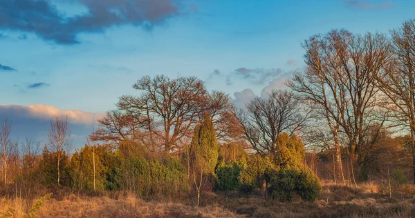 Altın Saat Boyunca Heathland Ardıç Çalıları Ağaçlar — Stok fotoğraf