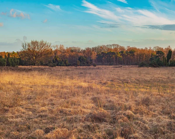 Breed Landschap Met Bomen Onder Blauwe Bewolkte Lucht Bij Zonsondergang — Stockfoto