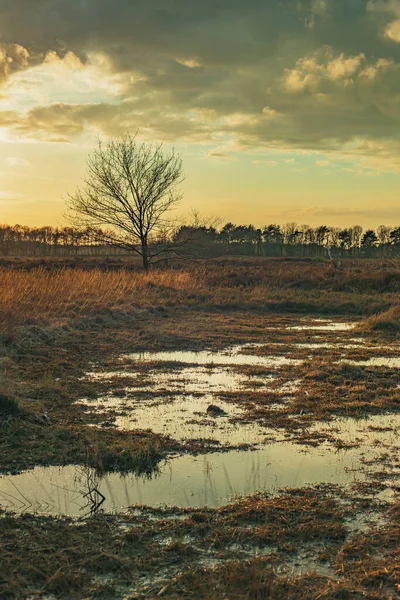 Bare Träd Våtmark Svagt Solljus Molnig Himmel — Stockfoto