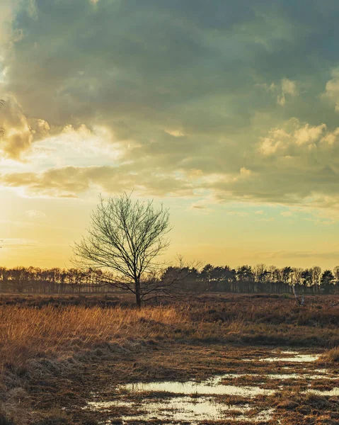 Sulak Arazide Çıplak Ağaç Bulutlu Gökyüzünün Altında Düşük Güneş Işığında — Stok fotoğraf