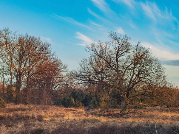 Altın Saat Boyunca Heathland Çıplak Ağaçlar Ardıç Çalıları — Stok fotoğraf