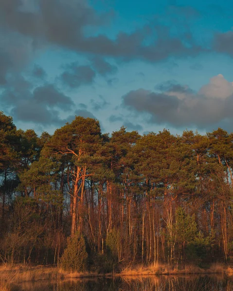 Pine Trees Edge Lake Golden Hour Cloudy Sky — Stock Photo, Image