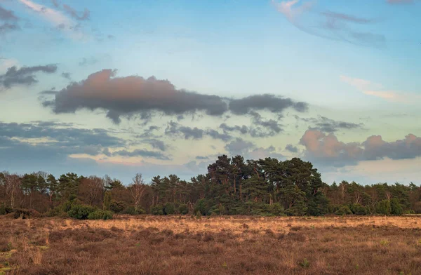 Gün Batımında Bulutlu Gökyüzünün Altında Çam Ağaçları Huş Ağaçları Olan — Stok fotoğraf