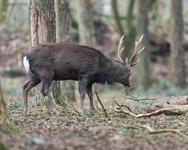 Grand Cerf Mâle Brun Butinant Dans Forêt — Photo