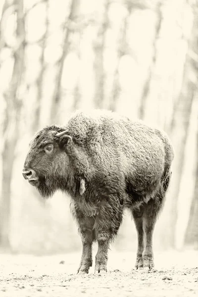 Bison Européen Dans Champ Avec Des Arbres Flous Arrière Plan — Photo