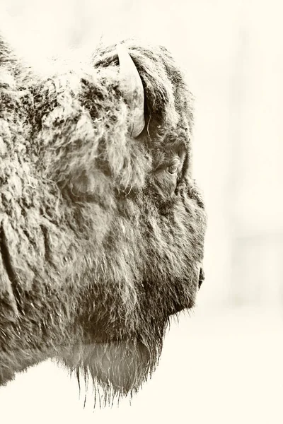 Hoofd Van Europese Bizon Zijaanzicht Zwart Wit Foto — Stockfoto