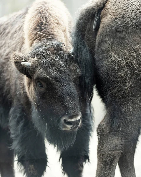 Young European Bison Standing Close Tail Mother — Stock Photo, Image