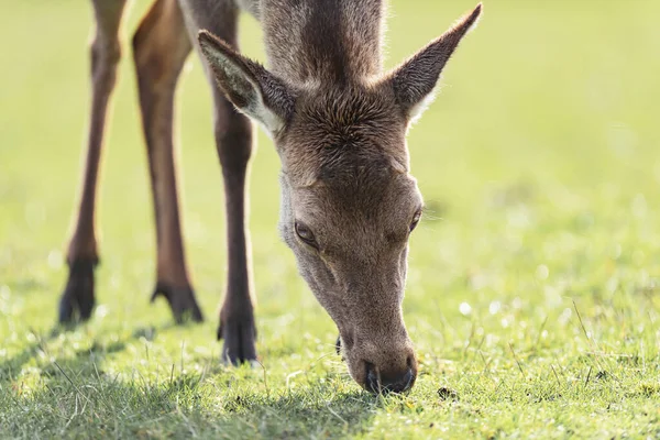 Gros Plan Broutage Cerf Rouge Femelle Dans Prairie — Photo