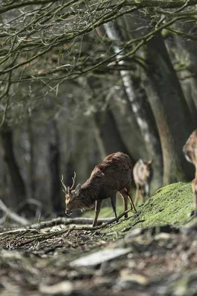 Mannelijke Herten Wandelen Aan Rand Van Een Bos — Stockfoto