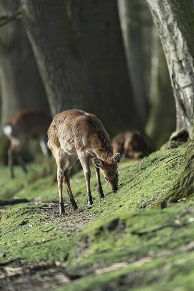 Grazing Female Red Deer Edge Woods — Stock Photo, Image