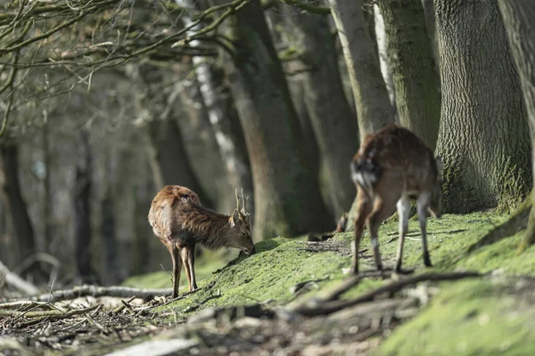 Weidende Männliche Hirsche Laufen Waldrand — Stockfoto