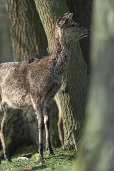 Alert Female Red Deer Edge Forest Looking Away — Stock Photo, Image