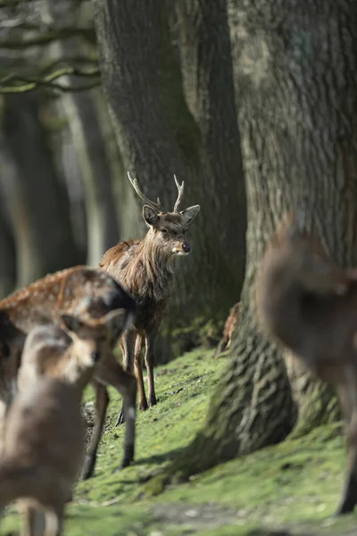 Mannelijke Herten Wandelen Aan Rand Van Een Bos — Stockfoto