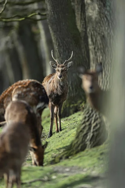 Male Deer Walking Edge Forest — Stock Photo, Image