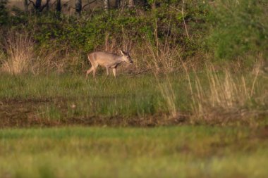 Geyik geyiği çalılıklara doğru yürüyor..