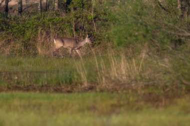 Geyik geyiği çalılıklara doğru yürüyor..