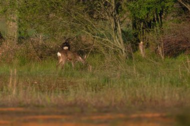 Roe geyiği ormanın kenarında taze yapraklar yiyor..