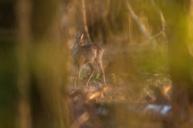 Altın saat boyunca ormanda genç bir geyik..