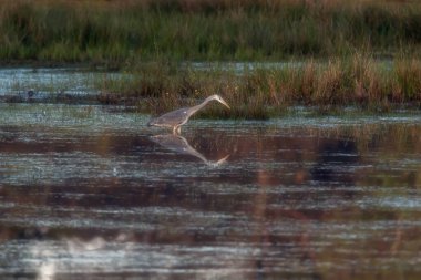 Gri balıkçıl otlak bataklıklarda yiyecek arıyor..