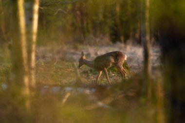 Yavru geyik altın saatinde ormanda yiyecek arıyor..