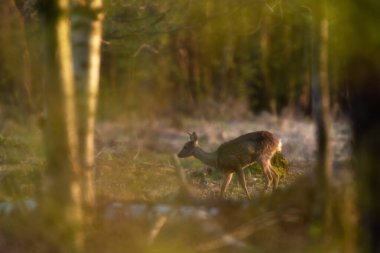 Yavru geyik altın saatinde ormanda yiyecek arıyor..