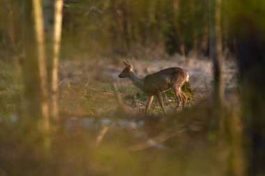 Yavru geyik altın saatinde ormanda yiyecek arıyor..