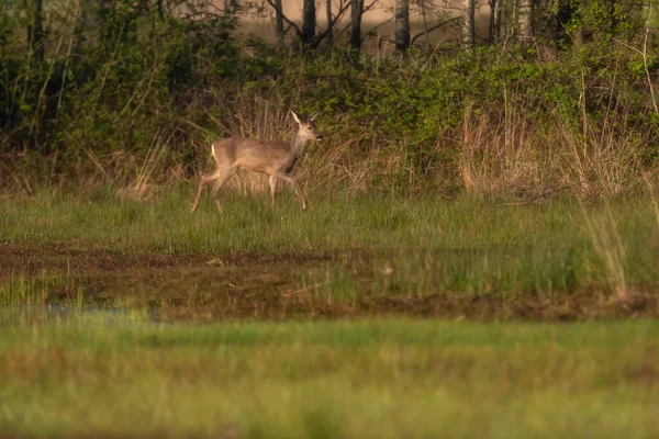 注意ロー鹿は茂みに戻って歩きます — ストック写真