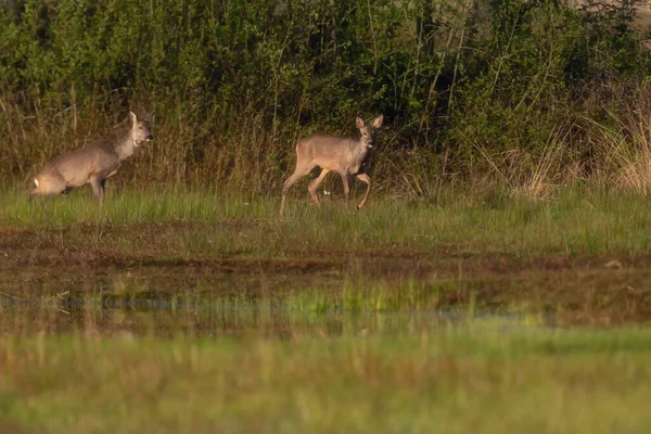 Dos Corzos Campo Cerca Los Arbustos — Foto de Stock