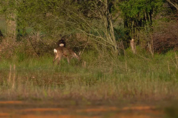 Roe geyiği ormanın kenarında taze yapraklar yiyor..