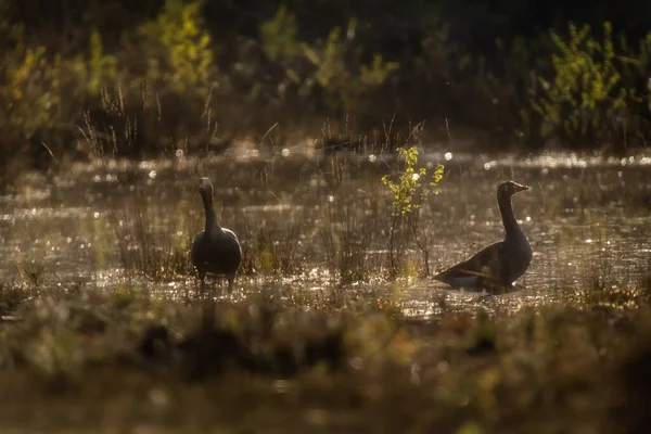 Deux Oies Grises Bord Lac Pendant Heure Dorée — Photo