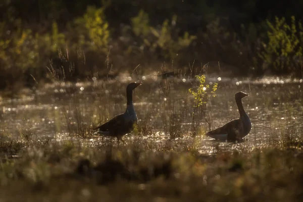 Two Greylag Geese Edge Lake Golden Hour — Stock Photo, Image