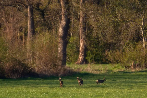 Alert Group Roe Deer Standing Meadow Forest — Stock Photo, Image