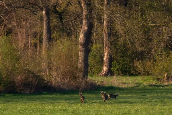 Alarmierte Gruppe Rehe Steht Auf Wiese Waldnähe — Stockfoto