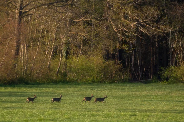 Groupe Chevreuils Traversant Une Prairie Près Forêt — Photo